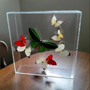 Real Butterfly Art Signed By Artist In Acrylic Wall Case 10x10x3
